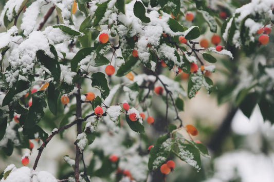 Prepare Your Vehicle for Winter Essential Cleaning Tips
